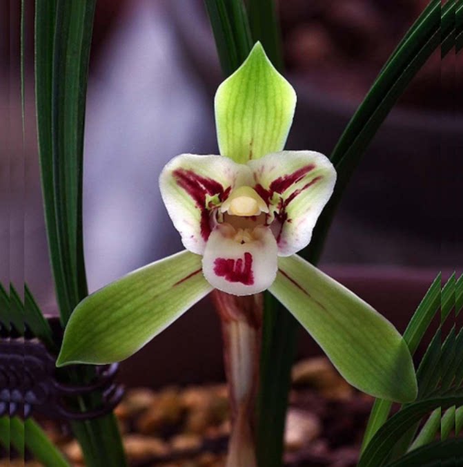 包邮当年开花老种春兰【雄猫蕊蝶】兰花苗阳台浓香花卉绿植盆栽