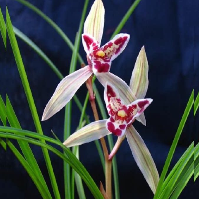 包邮当年开花老种莲瓣兰【玉兔彩蝶】兰花苗阳台浓香花卉绿植盆栽