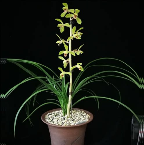 包邮当年开花自然老种蕙兰【元字】兰花苗阳台浓香花卉绿植盆栽