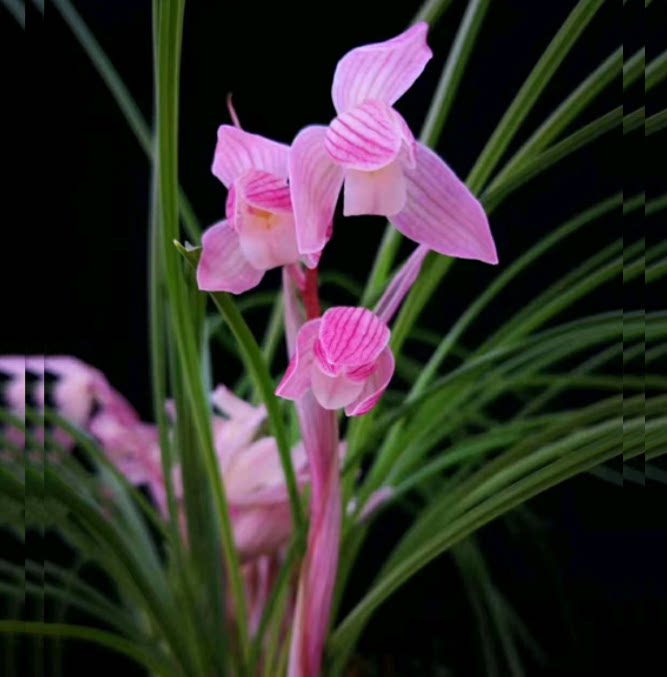 包邮当年开花老种莲瓣兰【红韵素】兰花苗阳台浓香花卉绿植盆栽