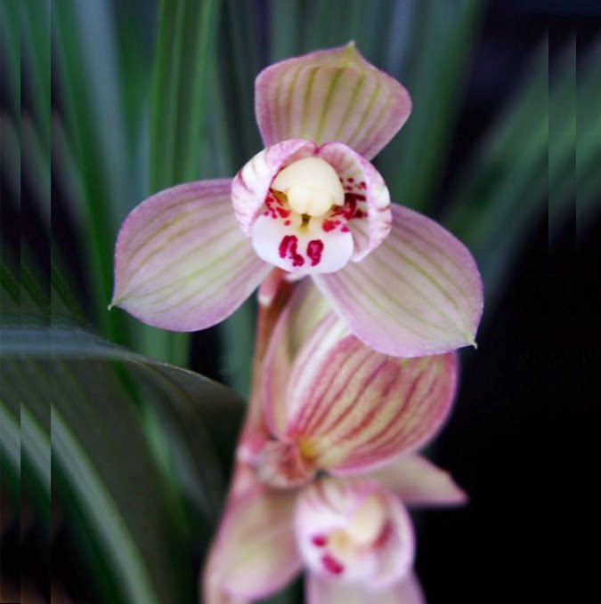 包邮当年开花自然老种春剑【感恩荷】兰花苗阳台浓香花卉绿植盆栽