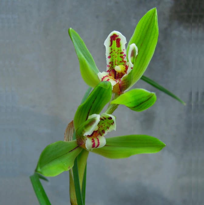 包邮当年开花老种莲瓣兰【汗血宝马】兰花苗阳台浓香花卉绿植盆栽