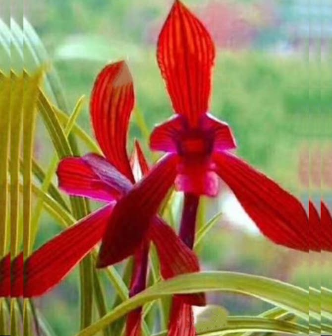 包邮当年开花老种春兰【丹霞红素】兰花苗阳台浓香花卉绿植盆栽