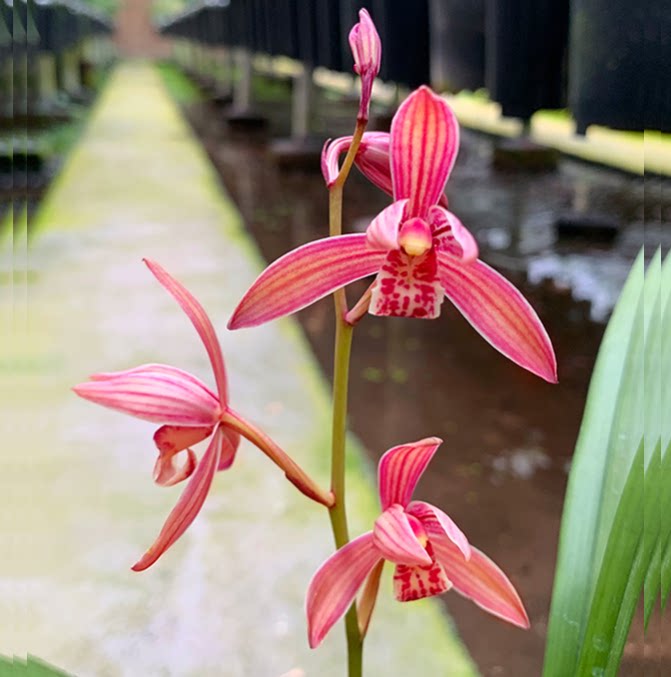 包邮当年开花自然老种建兰【满堂红】兰花苗阳台浓香花卉绿植盆栽