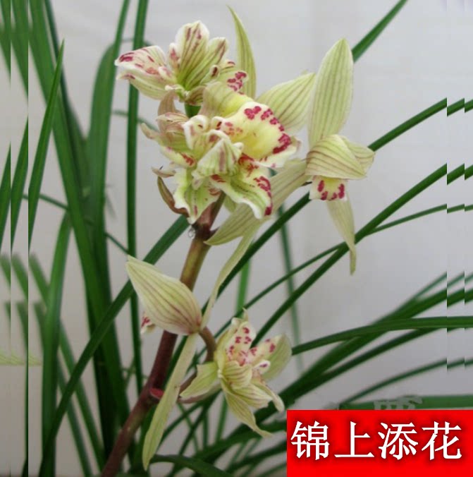 包邮当年开花老种莲瓣兰【锦上添花】兰花苗阳台浓香花卉绿植盆栽