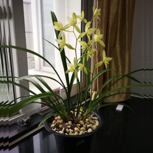 包邮当年开花老种春剑隆昌素【朱德素】兰花苗阳台浓香花卉绿植