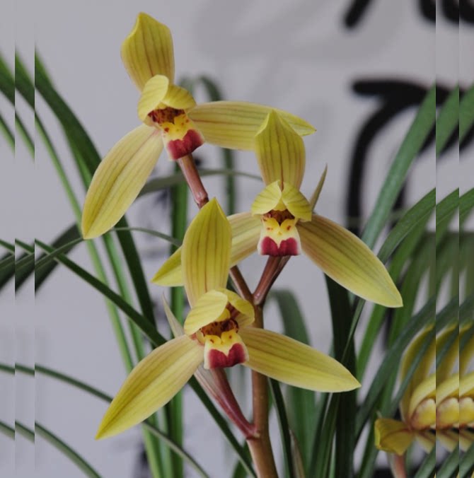 包邮当年开花老种莲瓣兰【金龙献宝】兰花苗阳台浓香花卉绿植盆栽