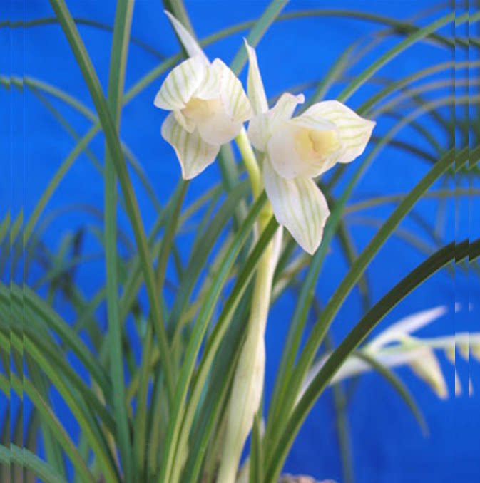 包邮当年开花老种莲瓣兰【白玉素荷】兰花苗阳台浓香花卉绿植盆栽