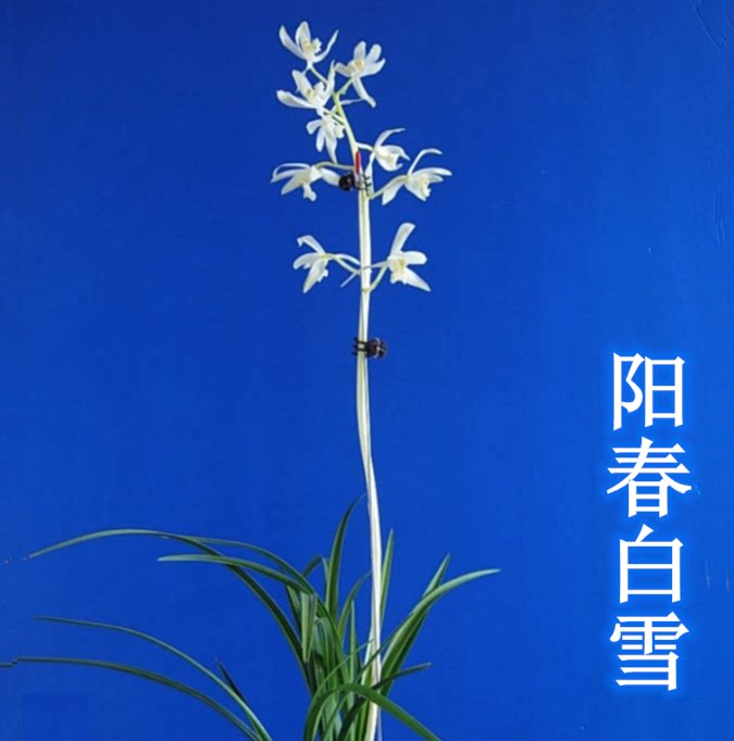 包邮当年开花老种蕙兰【阳春白雪】兰花苗阳台浓香花卉绿植盆栽