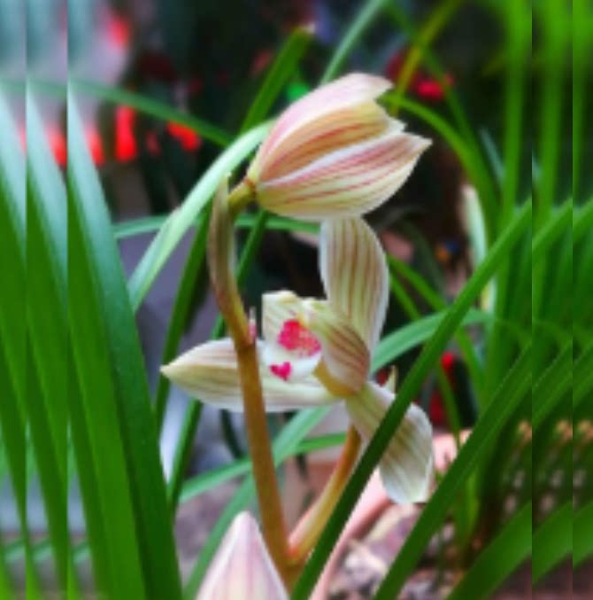 当年开花老种莲瓣兰【点苍梅长脚梅】兰花苗阳台浓香花卉绿植盆栽