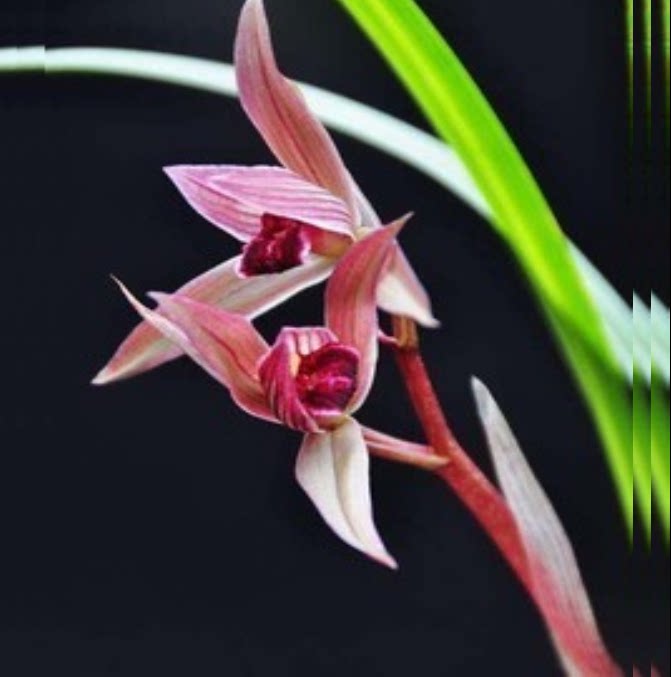 包邮当年开花老种春剑【柳枫红素】兰花苗阳台浓香花卉绿植盆栽