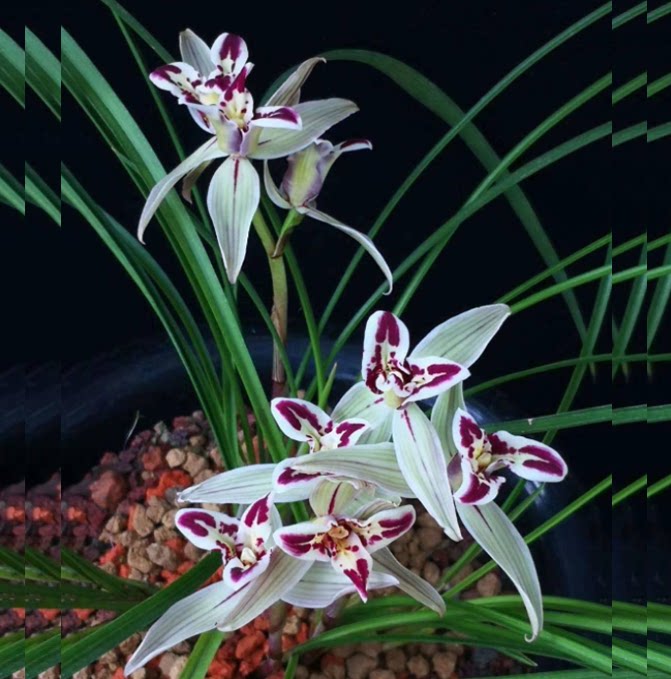 包邮当年开花老种莲瓣兰【满江红】兰花苗阳台浓香花卉绿植盆栽