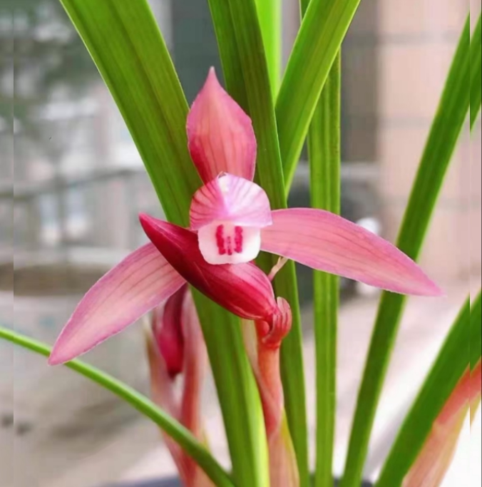 包邮当年开花自然老种春剑【红福】兰花苗阳台浓香花卉绿植盆栽