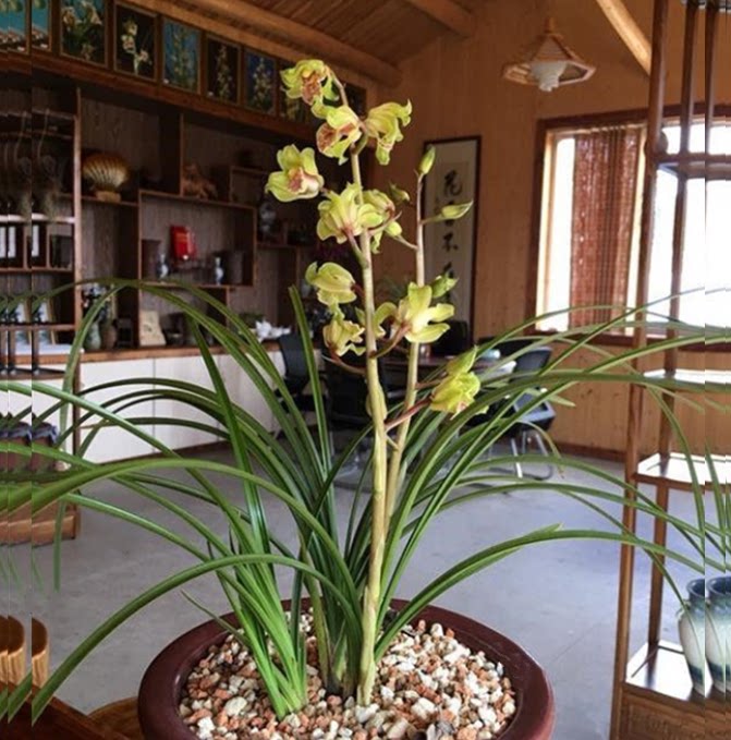 包邮当年开花自然老种蕙兰【金祥云】兰花苗阳台浓香花卉绿植盆栽