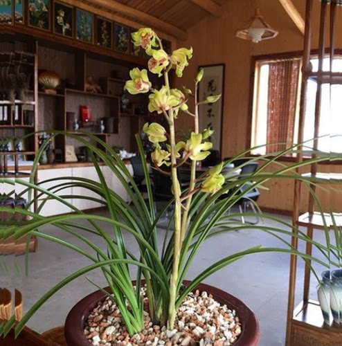 包邮当年开花自然老种蕙兰【金祥云】兰花苗阳台浓香花卉绿植盆栽