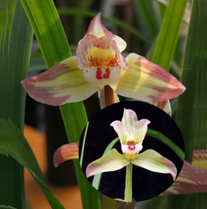 包邮当年开花老种春剑【香王彩虹】兰花苗阳台浓香花卉绿植盆栽