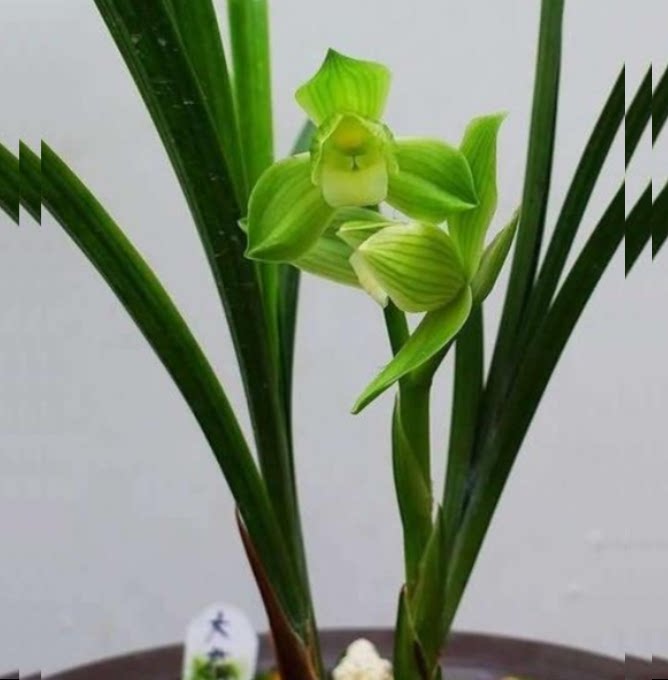 包邮当年开花自然老种春剑【大荷素】兰花苗阳台浓香花卉绿植盆