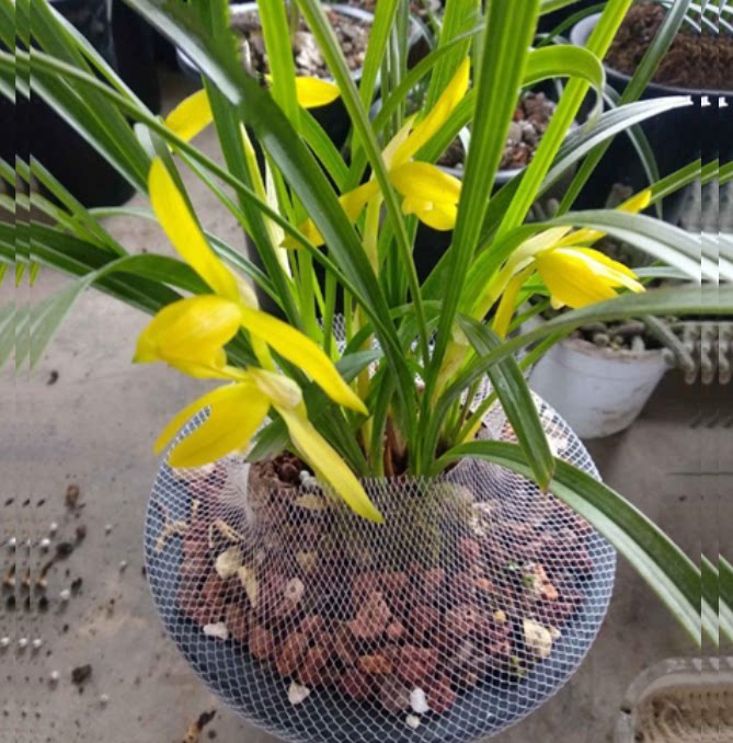 包邮当年开花老种春兰【金碧辉煌】兰花苗阳台浓香花卉绿植盆栽