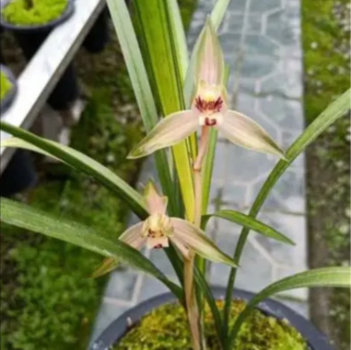 包邮当年开花老种春剑【山河之巅】兰花苗阳台浓香花卉绿植盆栽