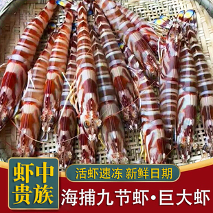 超大竹节虾 九节虾鲜活速冻斑节虾海捕大虾 特大黑虎虾海鲜鲜虾