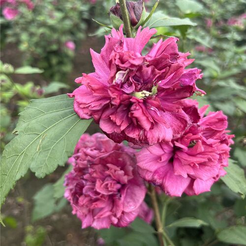 法国红色酒馆木槿花树苗