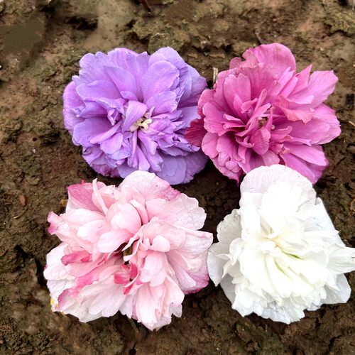 木槿花棒棒糖庭院花园开花植物