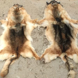 仿真老虎皮整张地毯皮毛一体犬皮沙发坐垫客厅冬季老板椅垫羊皮厚