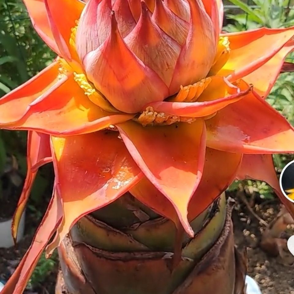 云南地涌红莲地涌金莲大型客厅花卉千瓣莲花睡红莲带花苞发货