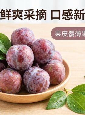 四川眉山新鲜李子当季水果五月脆凤凰李现摘现发