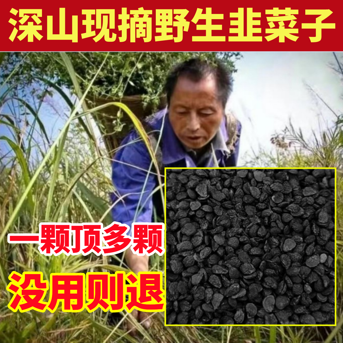 深山野生韭菜籽纯天然中草药材批发男性炒熟韭菜子泡茶泡水泡酒喝