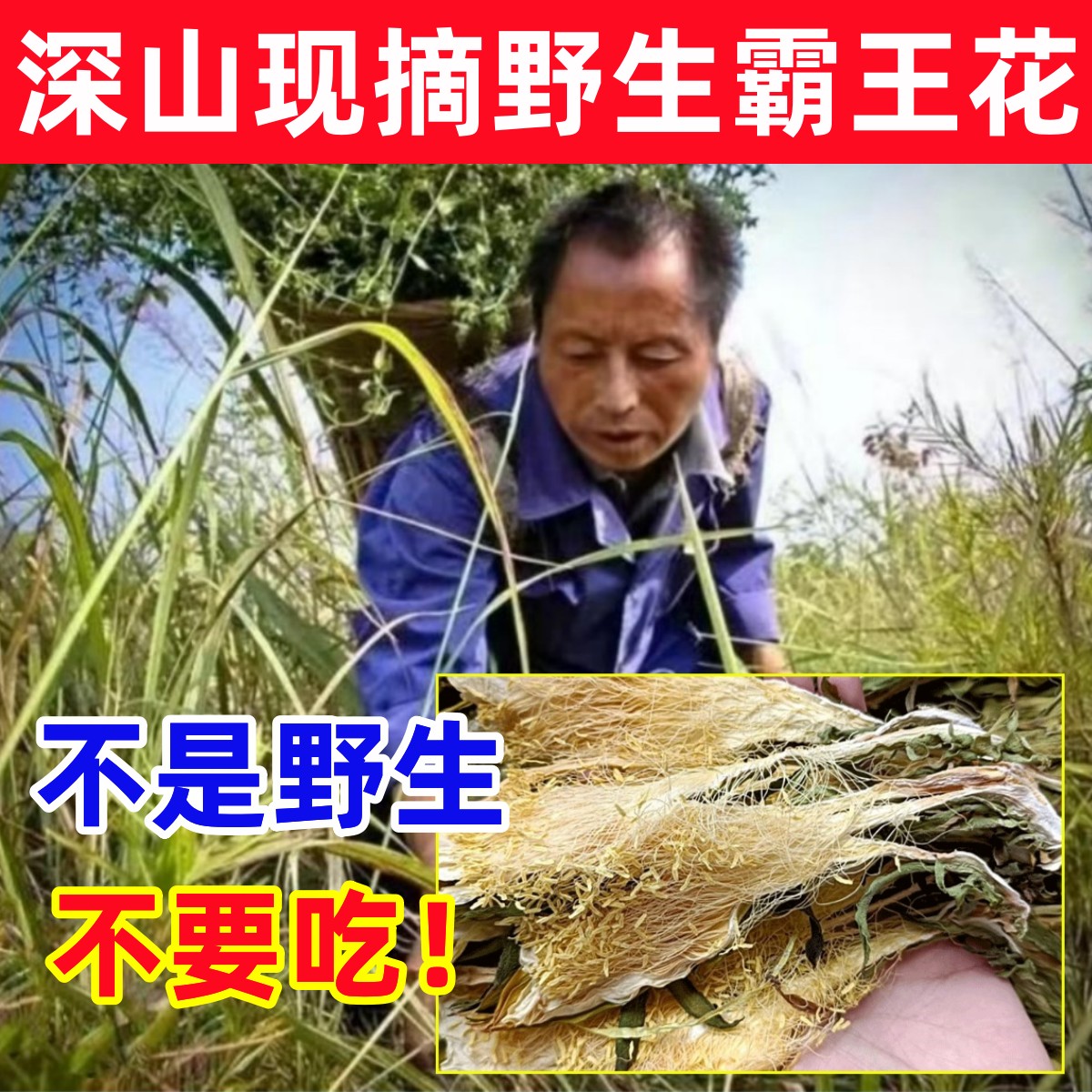 深山纯野生霸王花天然中药材龙骨花煲汤料包七星剑花干肇庆霸王花