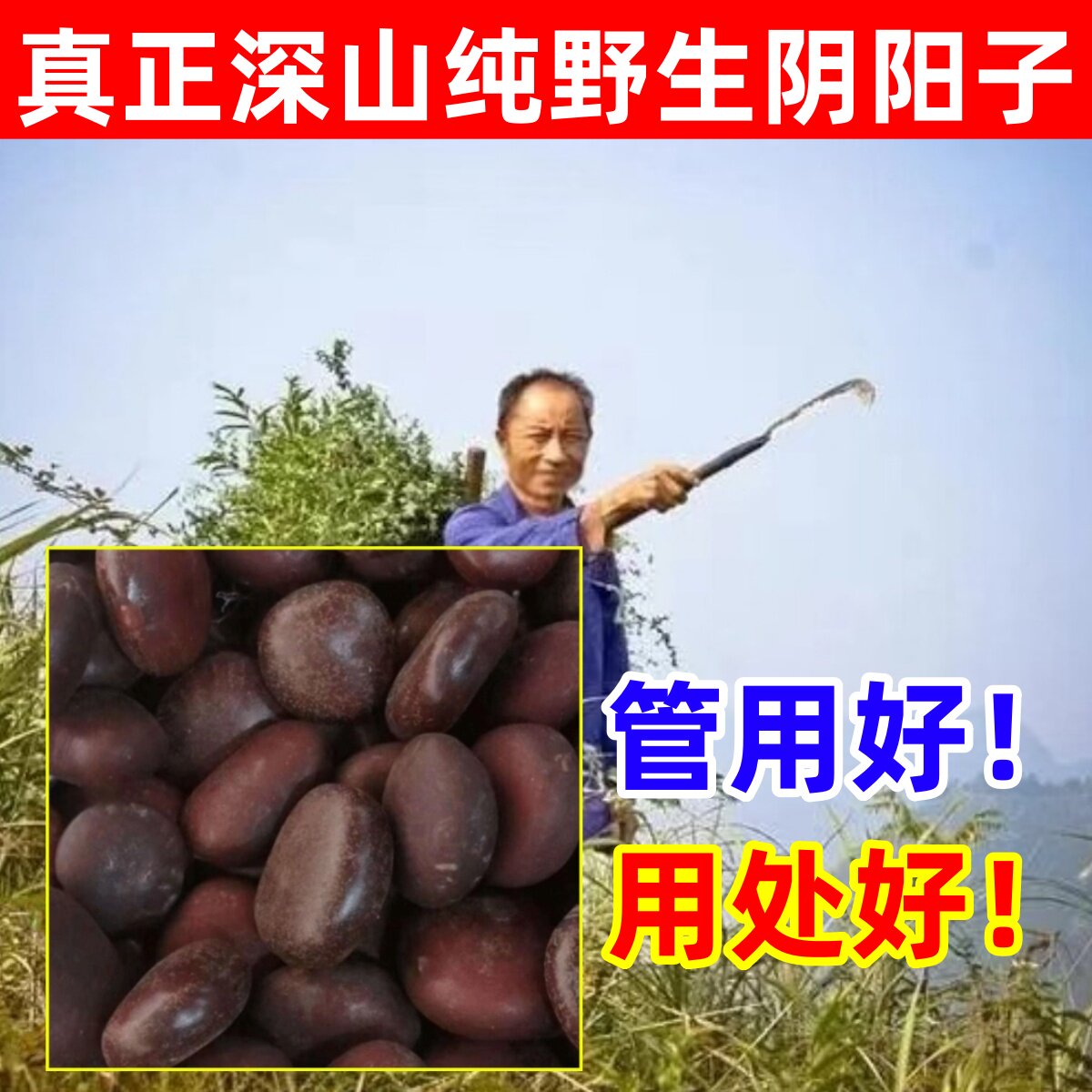阴阳子深山纯野生阴阳子纯天然中药材木腰子双肾子肾树宝藤子泡酒