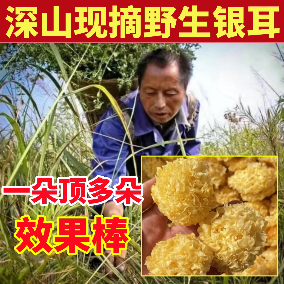 深山野生银耳纯天然干货特级无硫有机孕妇通江椴木小糯耳羹丑耳雪