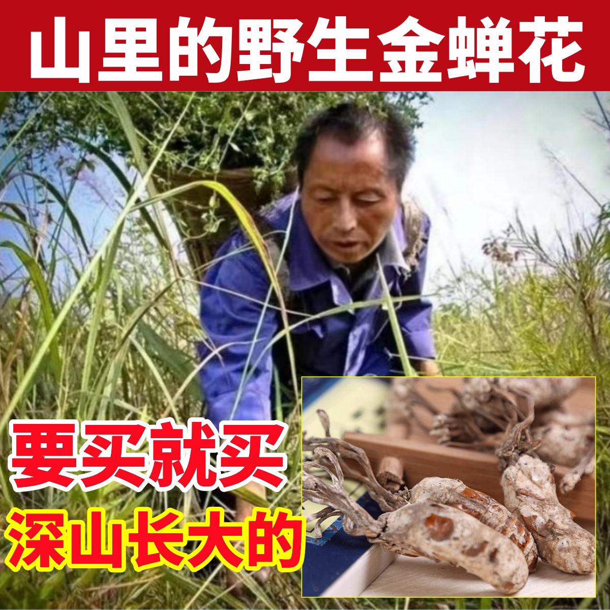 金蝉花深山纯野生金蝉花纯天然的功效与作用虫草酒正品金婵知了花