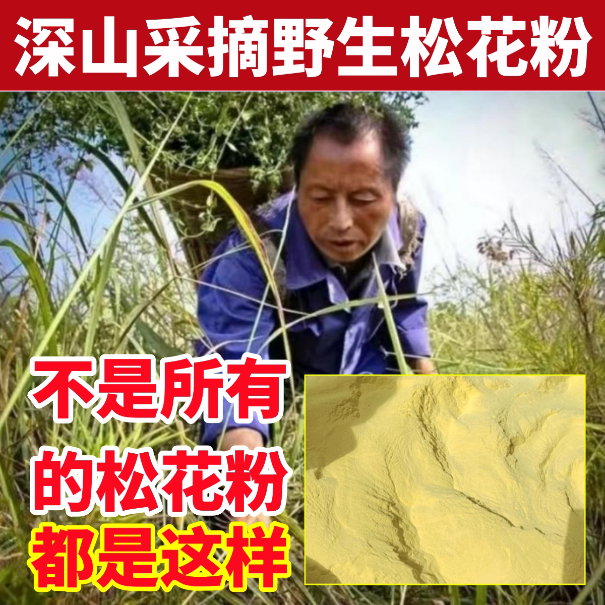 松花粉深山纯野生松花粉纯天然中药材正品婴儿专用官方旗舰店新货