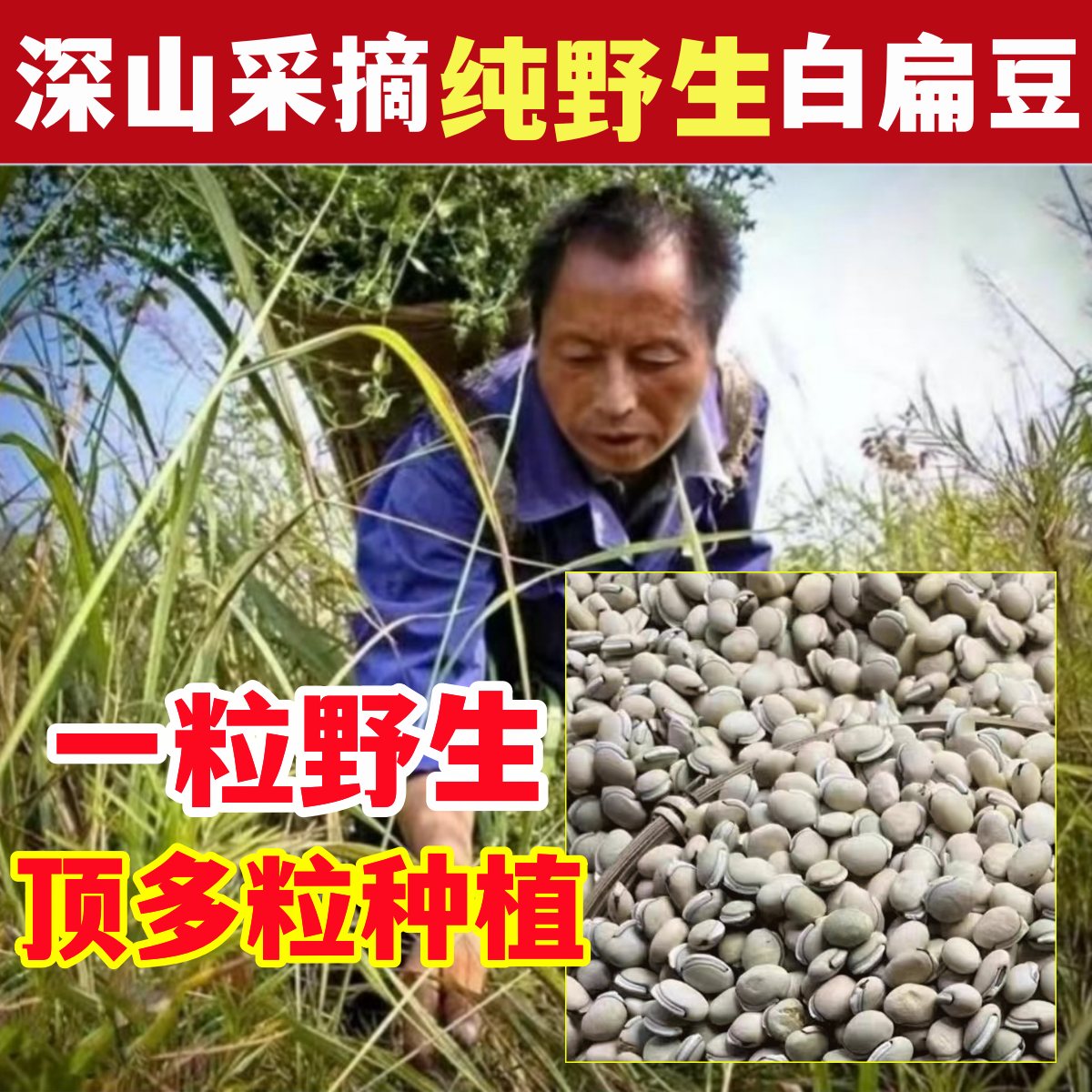 深山纯野生白扁豆天然中药材正宗云南炒白扁豆赤小豆薏米芡实茯苓