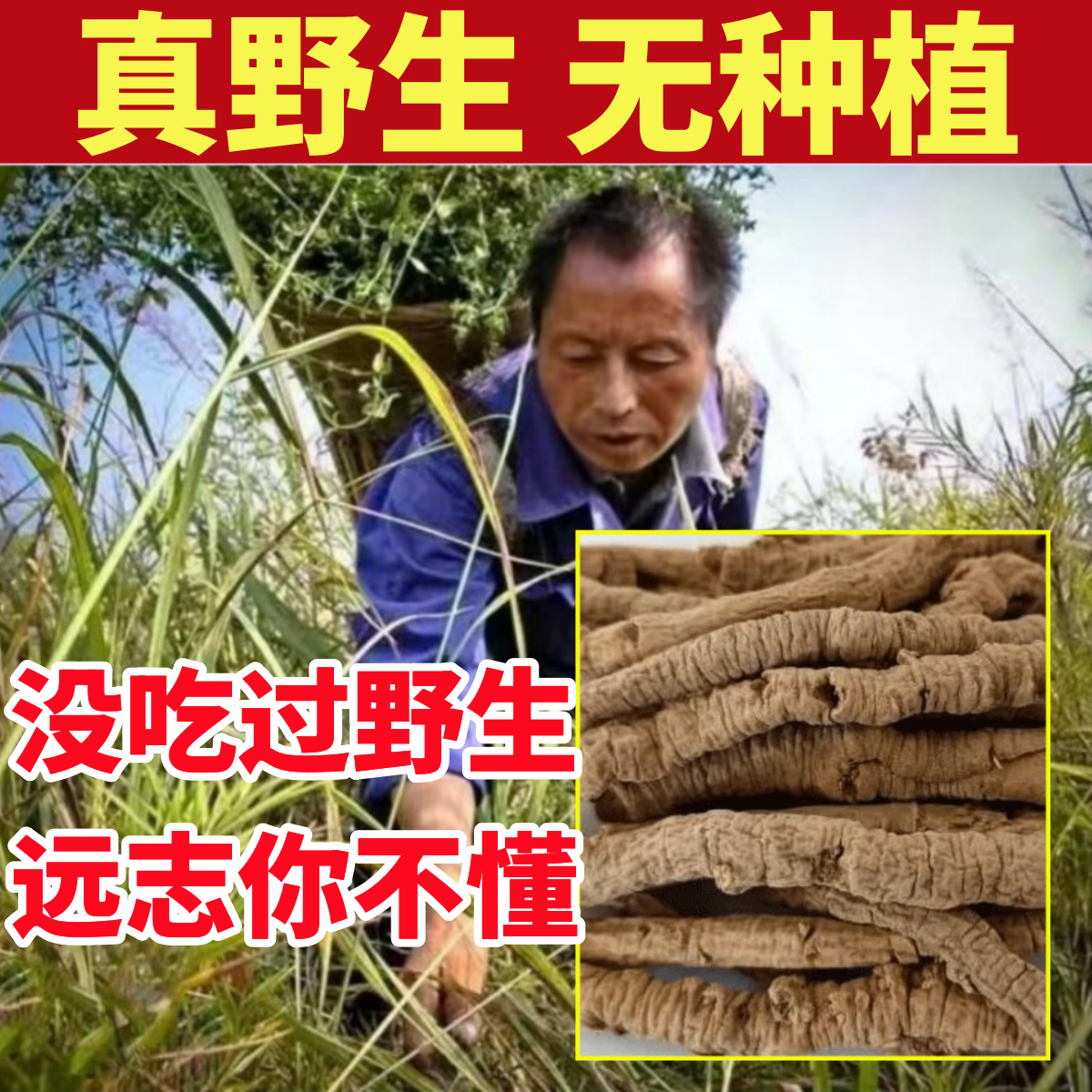 深山纯野生远志纯天然中药材泡水酸枣仁特级正品根皮抽芯去芯远志