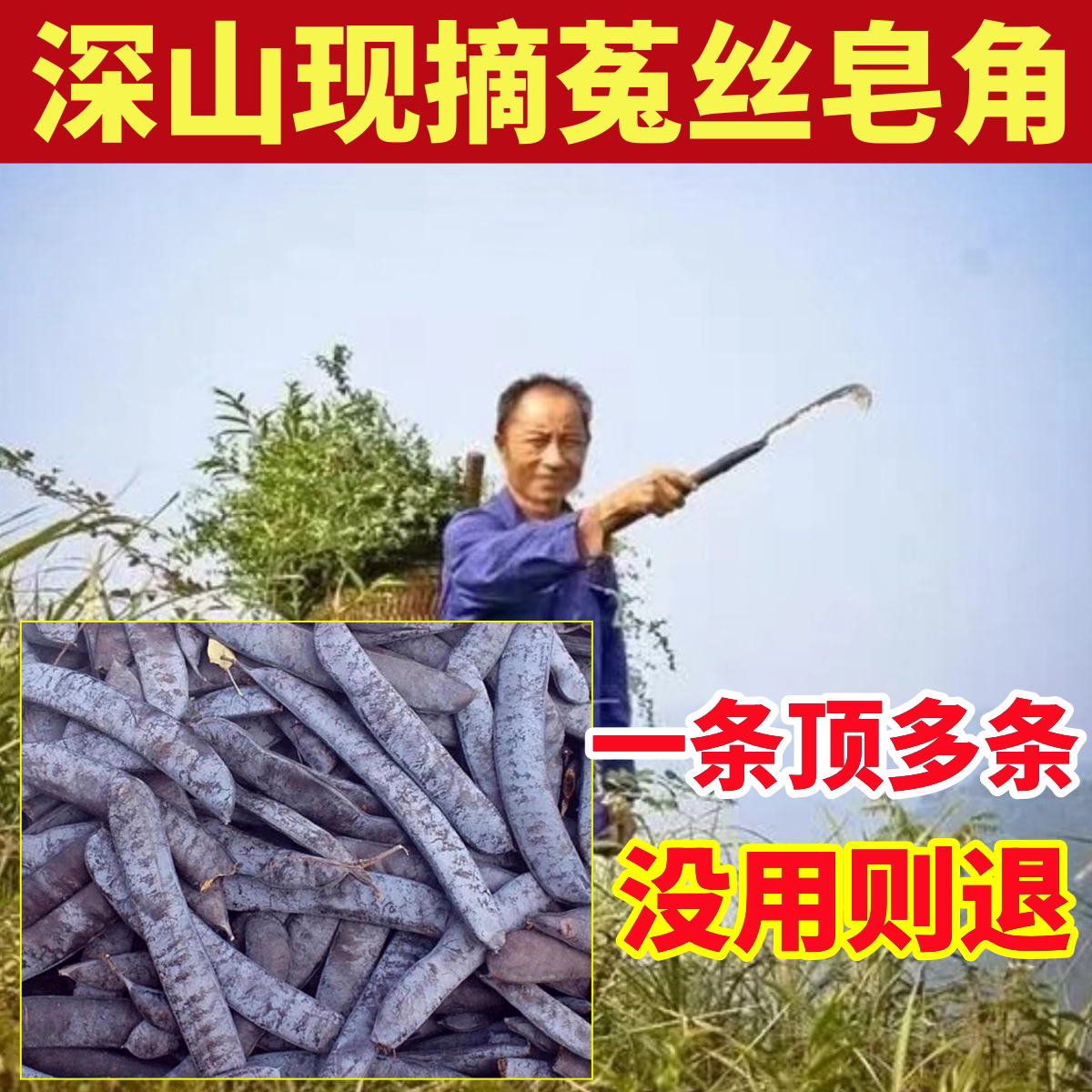 深山纯野生大皂角纯天然中药材首乌侧柏叶皂荚脱发洗头发水皂角米