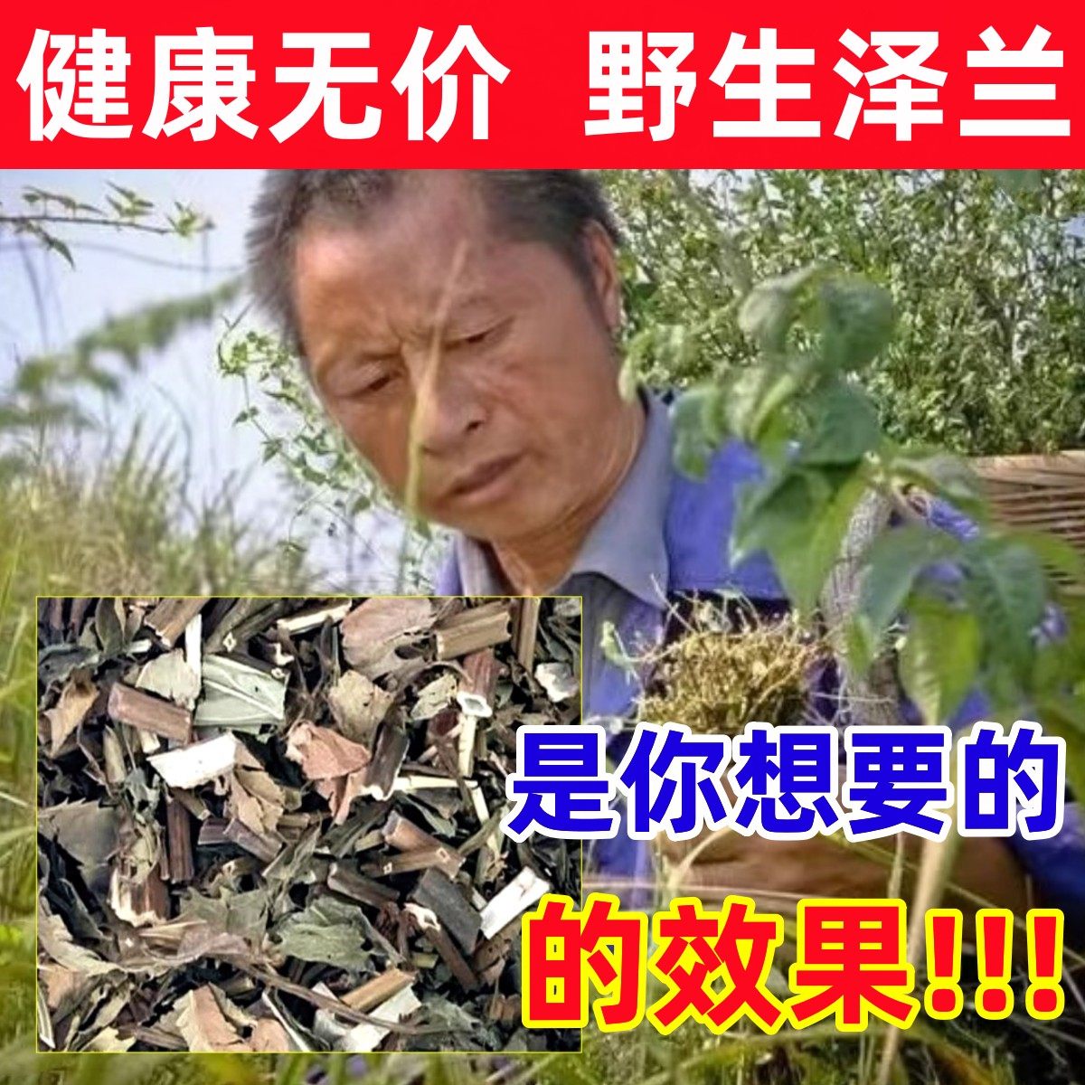 深山纯野生泽兰纯天然中药材泽兰叶正品地瓜苗地笋甘露子泽兰叶茶