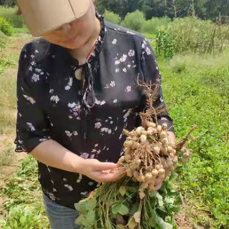 湖北红安特产农家自种山地花生新产带壳红皮白米花生5斤包邮