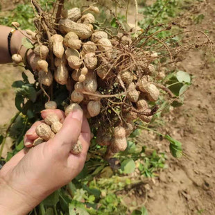 湖北红安花生带壳新花生粉皮白米农家山地花生农家自种五斤 包邮