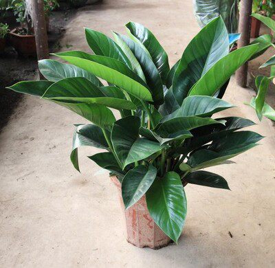 大叶观叶植物夏季红钻金钻 客厅阳台吸甲醛空气植物盆栽 室内花卉