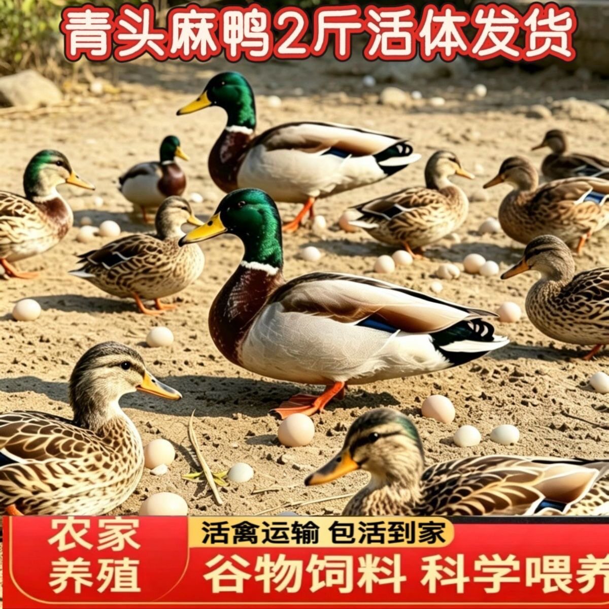 【顺丰活鸭直发】2斤大种正宗麻宠物鸭