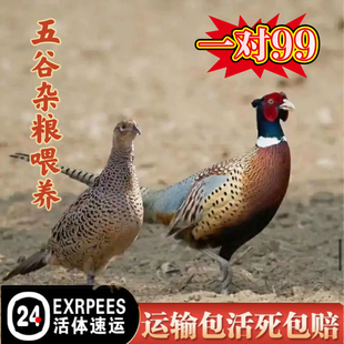 【顺丰】正宗成年七彩山鸡农家散养山鸡七彩鸡雉鸡鲜活散养家禽