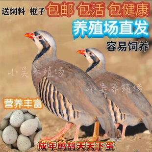 顺丰 鹧鸪活鸟一对石鸡呱呱鸡飞龙鸟嘎啦朶拉鸡美国鹧鸪鸡活苗