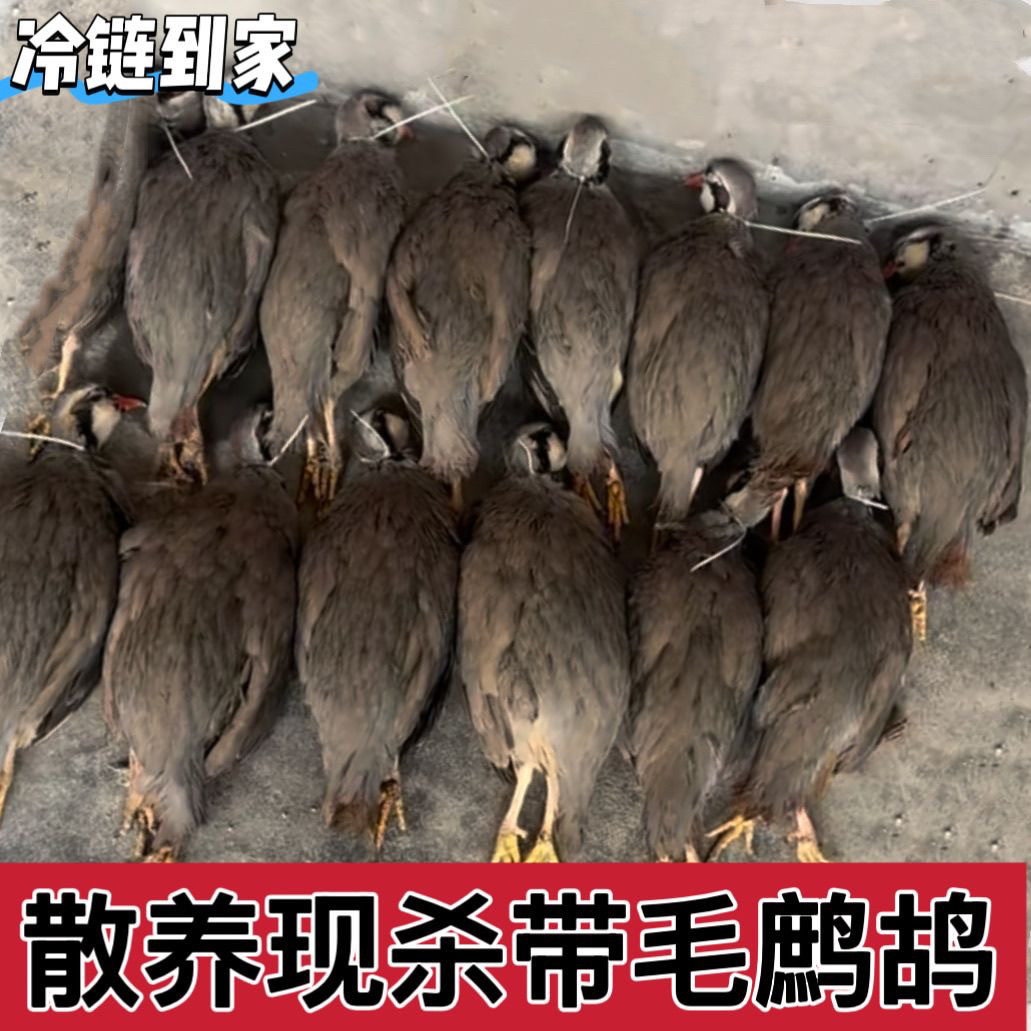 带毛飞龙带毛活杀鹧鸪飞龙嘎啦鸡冷冻带毛送礼佳品包邮
