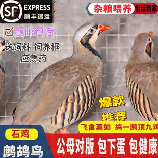 鹧鸪活鸟一对石鸡呱呱鸡飞龙鸟嘎啦朶拉鸡美国鹧鸪鸡活苗成年包活