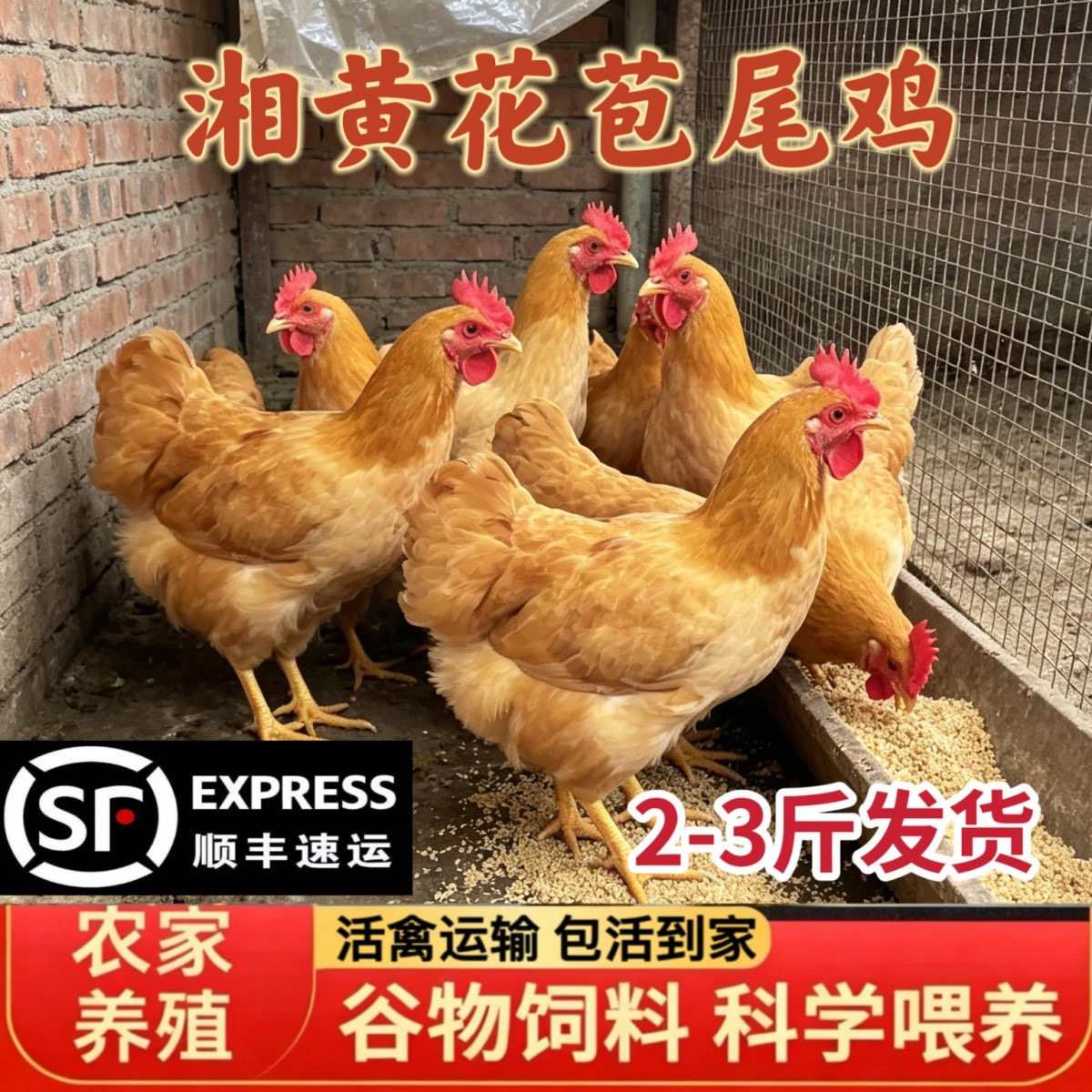【顺丰直发】2-3斤花苞尾湘黄鸡品种鸡高散养土鸡产蛋鸡土鸡
