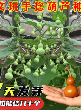 手捻小葫芦籽种四季观赏葫芦种子阳台庭院爬藤文玩葫芦盆栽植物