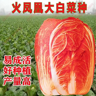 火凤凰大白菜种子秋冬蔬菜高产耐寒抗可生吃白菜种子四季橘红心